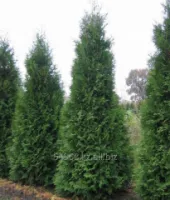 Туя западная Thuja occ. Brabant, h см 30-50