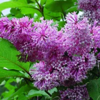 Сирень Syringa Vulgaris, h см 60-90