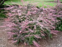 Барбарис тунберга Berberis thunb. Pink Queen, h см 25-30