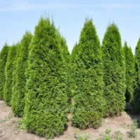 Туя западная Thuja occ. Smaragd, h см 25-30