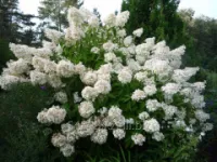 Гортензия метельчатая Hydrangea pan. Grandiflora, h см 40-60