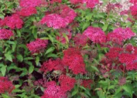 Спирея японская Spiraea japonica Anthony Waterer, h см 30-40