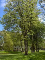 Липа европейская Tilia Platyphyllos, h см 120-150