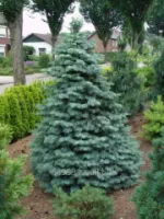 Пихта одноцветная Abies concolor, h см 40-60