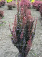 Барбарис тунберга Berberis thunb. Red Pillar, h см 25-30