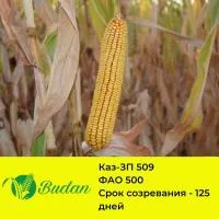 КАЗ-ЗП-509 Среднеспелый гибрид, группа спелости ФАО 500