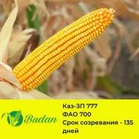 Семена кукурузы КАЗ-ЗП-777