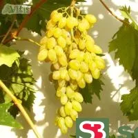 Виноград Кишмиш Столетие (Centennial Seedless) бессемянный