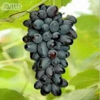 Виноград Кишмиш Джой (Joy seedless), бессемянный