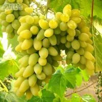 Виноград Кишмиш Хоуп (Hope seedless) бессемянный