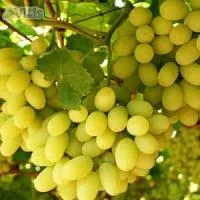 Виноград Кишмиш Коачелла (Coachella seedless), бессемянный