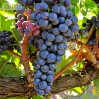 Виноград Темпранильо (Tempranillo) винный